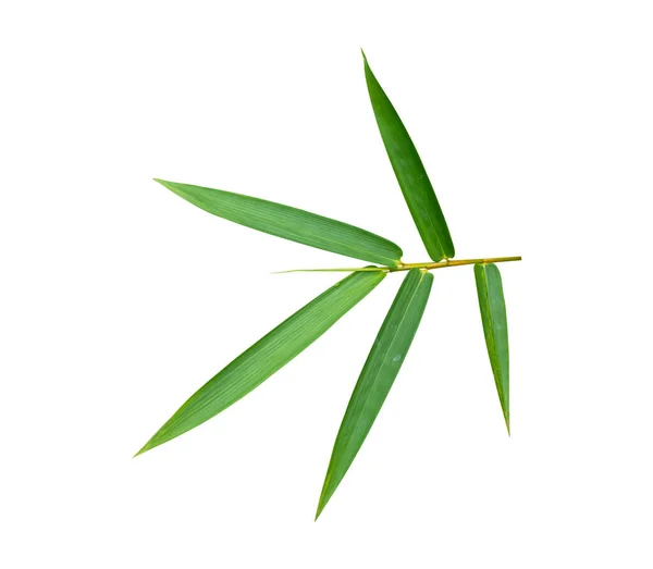 Liść Bambusa Izolowany Białym Tle Ścieżka Wycinania — Zdjęcie stockowe