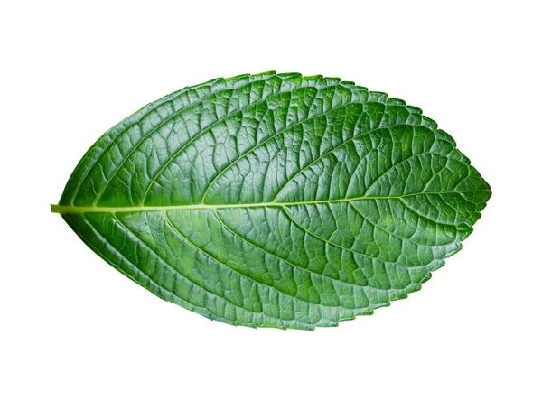 Grüne Blatt Hortensie Isoliert Auf Weißem Hintergrund Hortensienblätter Mit Schneideweg — Stockfoto