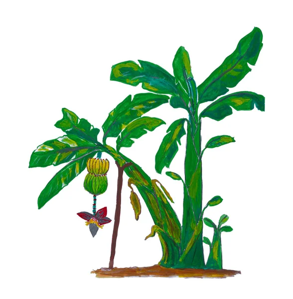 Handmålade Akvarell Banan Träd Isolerad Vit Bakgrund Med Klippning Väg — Stockfoto