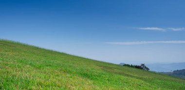 Mavi gökyüzü olan güzel bir çim tarlası. Kırsal manzara görünümü arka planı.