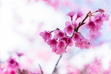 Pink Cherry Blossom or Sakura flower on nature floral background, Soft focus