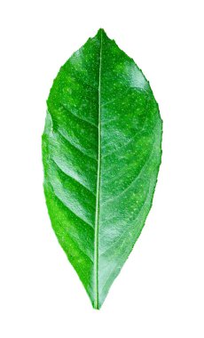 Kırpma yolu ile beyaz arka plan üzerinde izole limon yaprak.