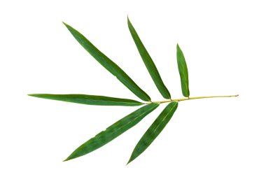 Bambu yaprak dalı kırpma yolu olan beyaz arkaplanda izole edildi.