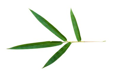 Şeffaf arkaplan PNG Dosyasında Bambu yaprağı dalı izole edildi.