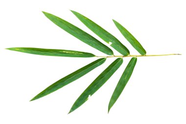 Şeffaf arkaplan PNG Dosyasında Bambu yaprağı dalı izole edildi.
