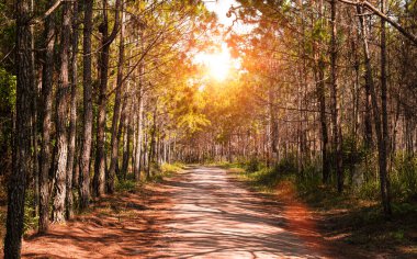 Çam ağacı ormanında toprak yol. Kırsal alan.