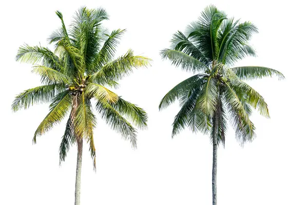 Kokosové Palmy Izolované Průhledném Pozadí Soubor Png Stock Obrázky