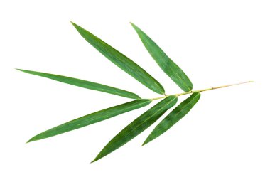 Bambu yaprak dalı kırpma yolu olan beyaz arkaplanda izole edildi.