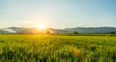 Günbatımı gökyüzü arka planlı yeşil pirinç tarlası. Kırsal alan.
