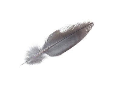 Black feather isolated on white background. clipping path