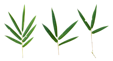 Şeffaf arkaplan PNG Dosyasında Bambu yaprağı dalı izole edildi.