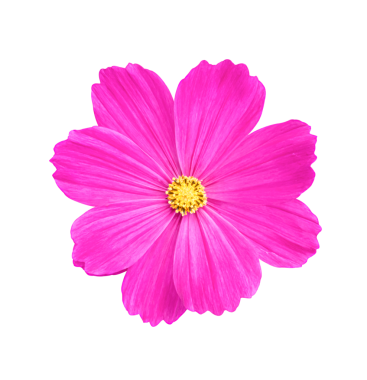 Beyaz bir arka plan üzerinde izole cosmos çiçek.