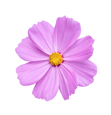 Beyaz bir arka plan üzerinde izole cosmos çiçek.