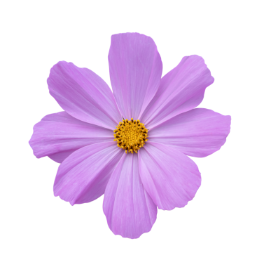 Beyaz bir arka plan üzerinde izole cosmos çiçek.