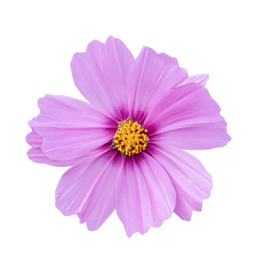 Beyaz bir arka plan üzerinde izole cosmos çiçek.