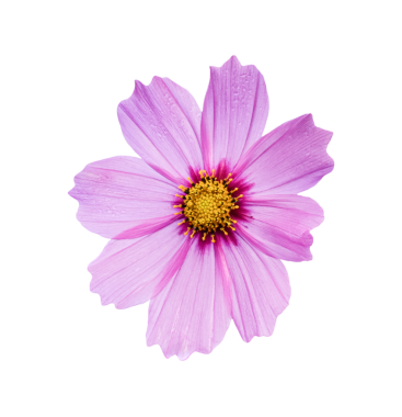 Beyaz bir arka plan üzerinde izole cosmos çiçek.
