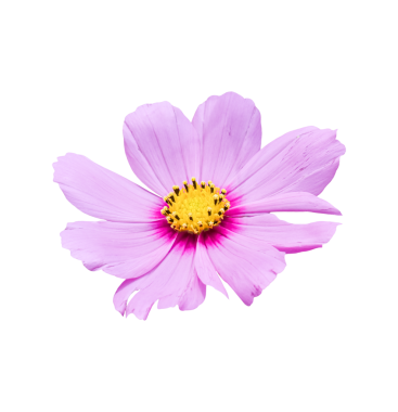 Beyaz bir arka plan üzerinde izole cosmos çiçek.