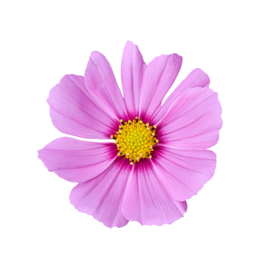 Beyaz bir arka plan üzerinde izole cosmos çiçek.