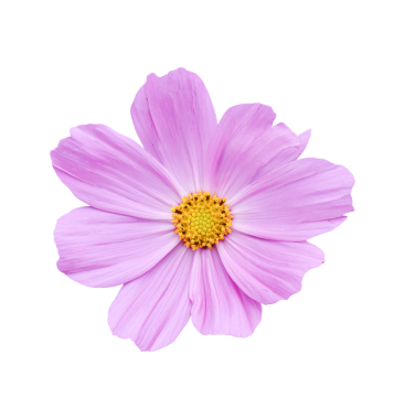 Beyaz bir arka plan üzerinde izole cosmos çiçek.