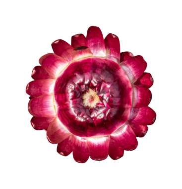 Strawflower (Xerochrysum bracteatum) çiçeği izole