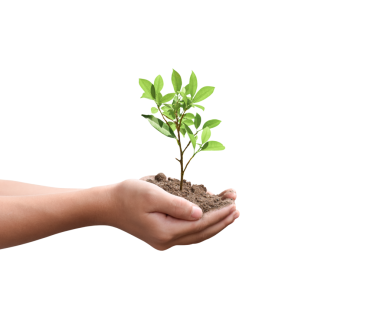 Eldeki ağaç bitkisi izole edilmiş. Dicut fotoğrafları.