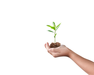 Eldeki ağaç bitkisi izole edilmiş. Dicut fotoğrafları.