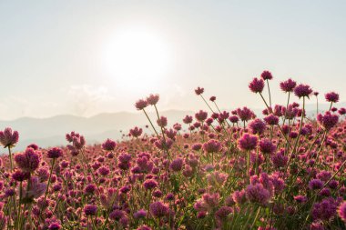 Günbatımı arka planında gökyüzü olan bir bahçede pembe çiçek.