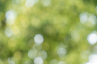 Yeşil bokeh doğa arka planı, ağaç ormanının yeşil bulanık yaprakları.