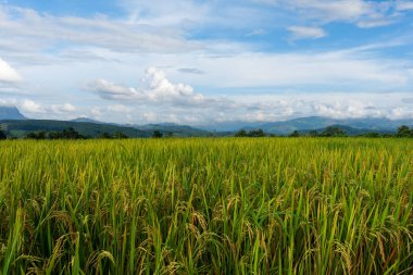 Mavi gökyüzünün altında tarım yeşil pirinç tarlası