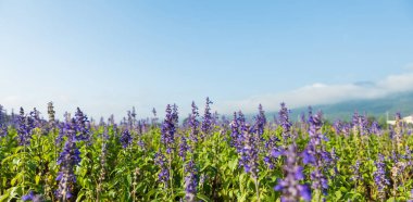 Bahçede çiçek açan mavi salvia çiçekleri, doğa arka planı.
