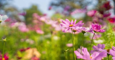 Bahçede kozmos çiçeği baharı