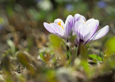 Timsahlar. Yakın plan. Arkaplan ve reklam için 3