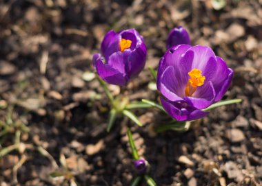 Timsahlar. Yakın plan. Arkaplan ve reklam 2 için