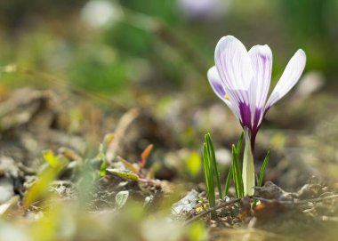 Timsahlar. Yakın plan. Arkaplan ve reklam için 9