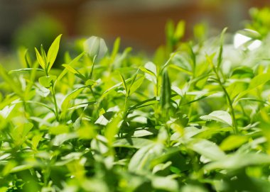 Çalı üzerinde yeşil yapraklar tomurcuğu