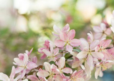 Bahar Sakura Kiraz Çiçeği 6 'nın yakınında.