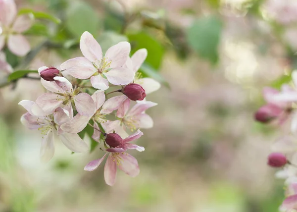 Detail Jarní Sakura Cherry Blossom — Stock fotografie