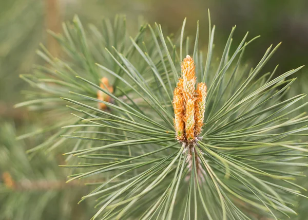 stock image Sprouts of the pine. Tree pine buds close-up on a blurred background