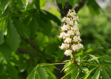 At kestanesi bahar 33 'te açar.