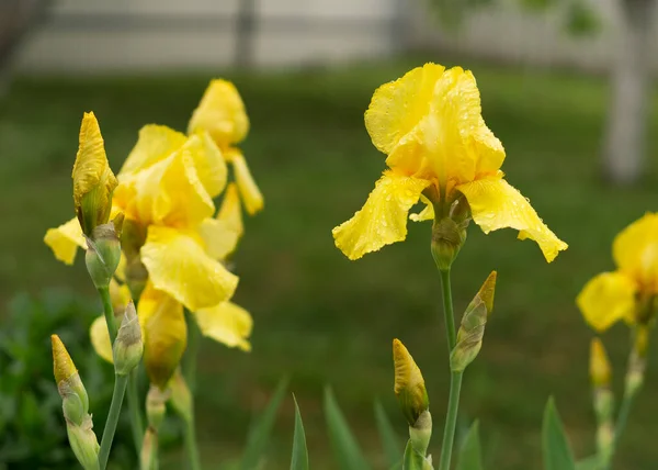 Iris Virág Kertben Közelkép Virág Írisz Elmosódott Zöld Természetes Háttér — Stock Fotó