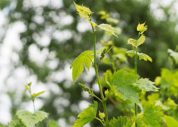 stock image Young shoots of grapes in the spring