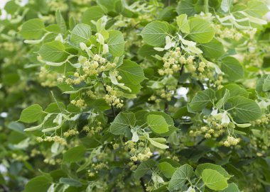 Tilia kordata ağacı 4 'ün kireç sarısı çiçeği