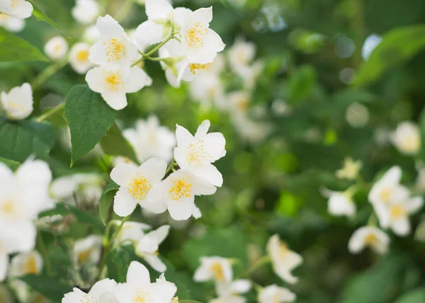 Blooming Fragrant Jasmine Flowers Blooming Jasmine Bush — Stock Photo, Image