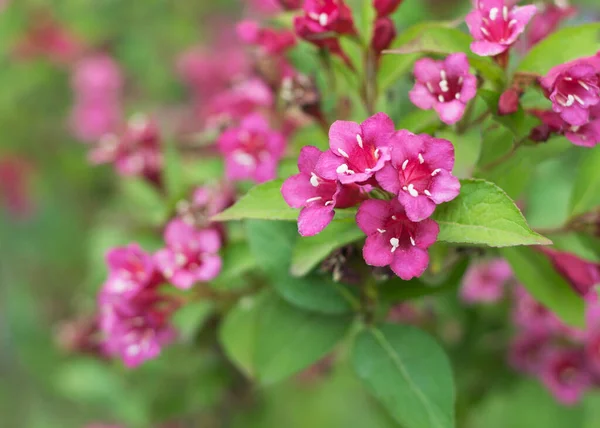 Burgundowe Kwiaty Kolkwitzia Amabilis — Zdjęcie stockowe