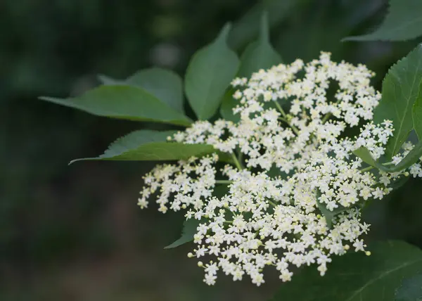 stock image clusters of tiny, creamy-white flowers elderflowers