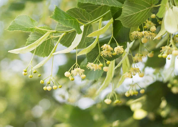 stock image Lime yellow flower of Tilia cordata tree