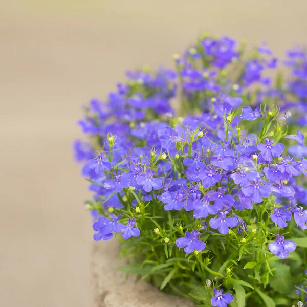 Puha Kék Lobelia Virágok Virágzott — Stock Fotó