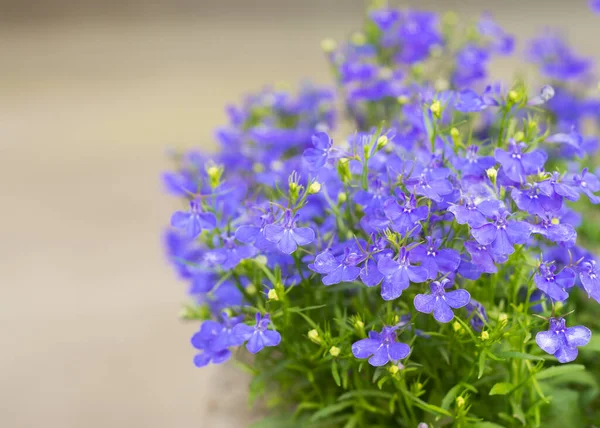Mjuk Blå Lobelia Blommor Blommade — Stockfoto