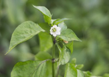 Bahçedeki yeşil yaprakların arasında dolma dolma biber