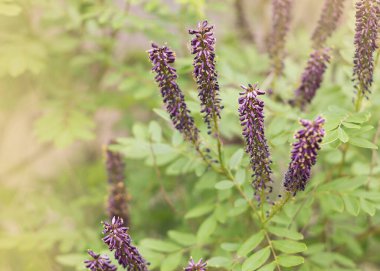 Amorpha fruticosa 'nın mor çiçekleri